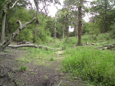 Six months later: flora regeneration has begun