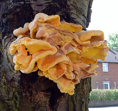 Chicken of the Woods fungus (Leatiporous Sulphuruse)