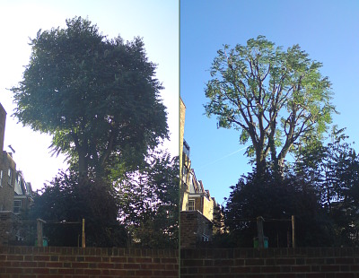 Tree of Heaven, before and after 20% thinning and 20% reduction