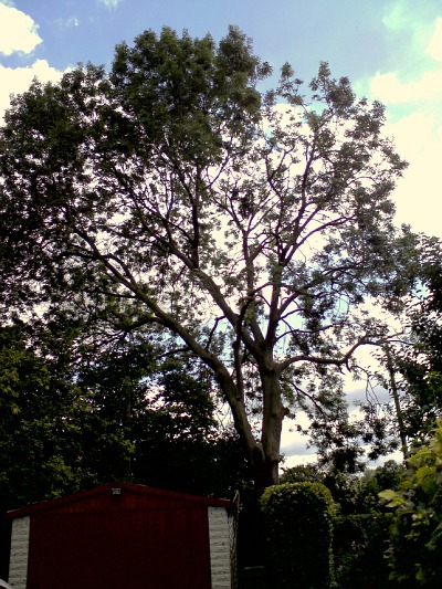 Tree reducing in progress: one side of this Ash tree has been reduced, the other is still to be done