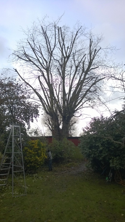 Black Poplar after 30% reduction