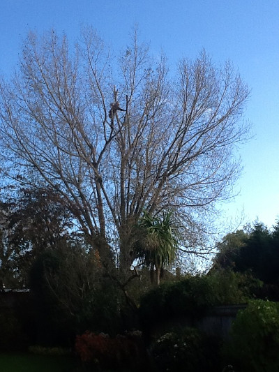 Black Poplar before reduction